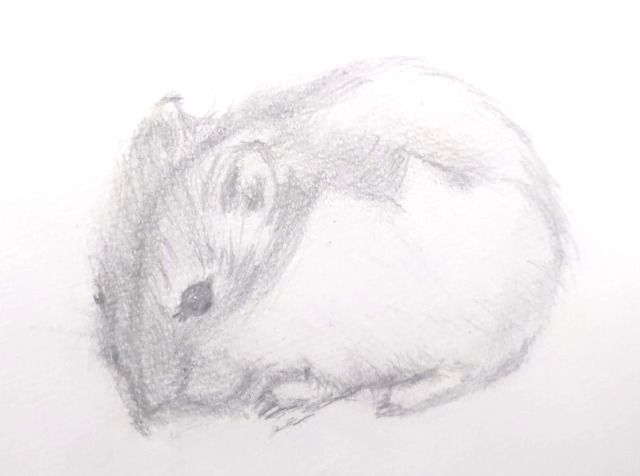 ハムスターデッサン