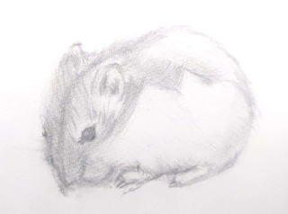 ハムスターデッサン