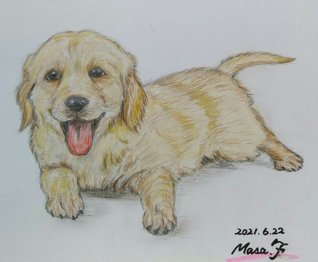 優しく見守る愛犬とコロナが早く収束することを願う猫