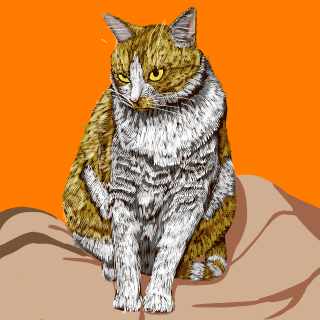 うちの猫