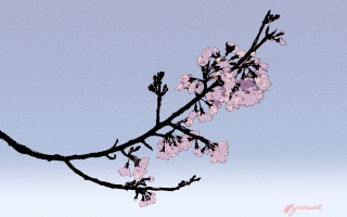 桜