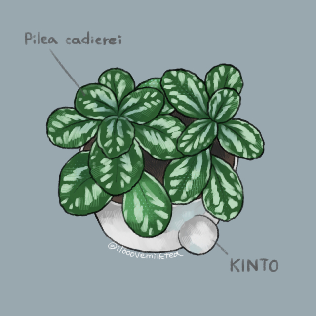 植物、食物サンプル