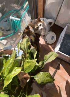 木漏れ日の一枚絵