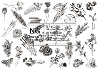 ドライフラワーのペン画