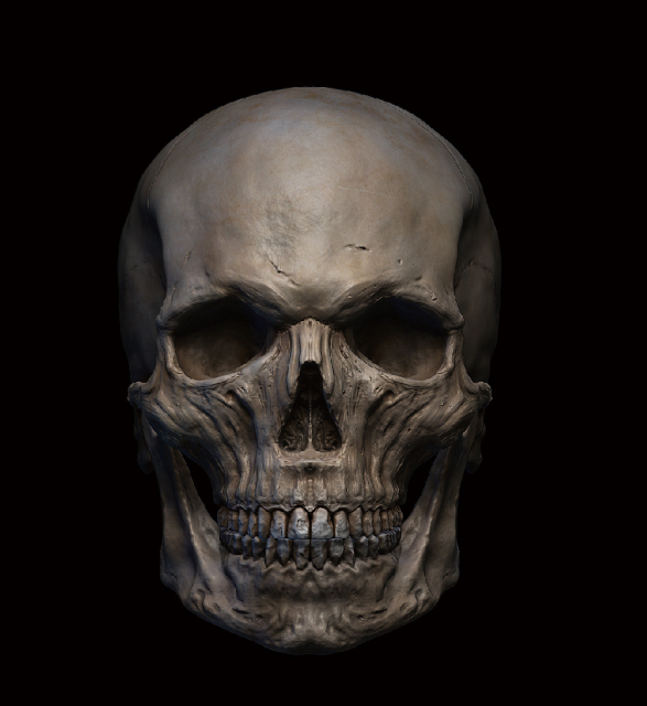 リアルCG　頭蓋骨