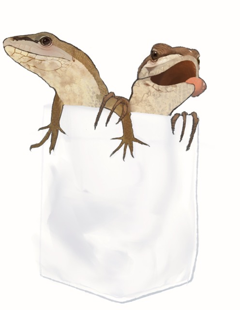 ニホンカナヘビ