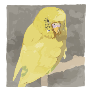 リアルタッチ（セキセイインコ）