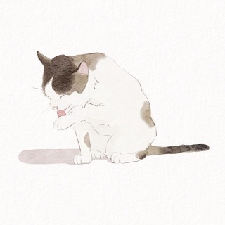 毛づくろいする猫