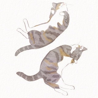 ひなたぼっこする猫