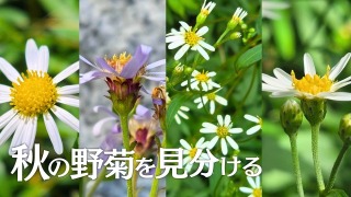 Youtube用動画の構成・制作担当